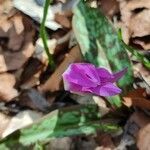 Erythronium dens-canis habit picture by Amandine Deligey (cc-by-sa)