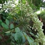 Laserpitium latifolium habit picture by Jean-Francois Julien (cc-by-sa)