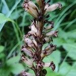 Orobanche hederae fruit picture by Dieter Bausenwein (cc-by-sa)