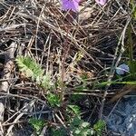 Erodium acaule habit picture by DOMINIQUE BLANC (cc-by-sa)