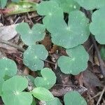 Hydrocotyle callicephala habit picture by Trap Hers (cc-by-sa)