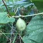 Aristolochia clematitis fruit picture by John Doe (cc-by-sa)