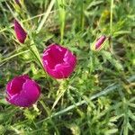 Callirhoe digitata flower picture by Charles Lenard (cc-by-sa)