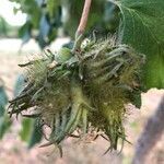 Corylus colurna fruit picture by Umit Yilmaz (cc-by-sa)