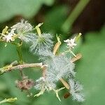 Valeriana tripteris fruit picture by Alain Lagrave (cc-by-sa)