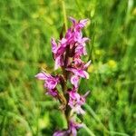 Dactylorhiza traunsteineri flower picture by Fred Schumacher (cc-by-sa)