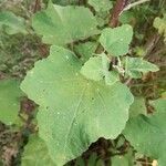 Malva olbia leaf picture by Buddy Bolden (cc-by-sa)