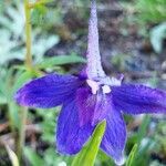 Delphinium nuttallianum flower picture by Ethan Greer (cc-by-sa)