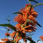 Leonotis leonurus flower picture by Daniel Barthelemy (cc-by-nc)