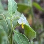 Solanum chenopodioides flower picture by Sastre Oriol (cc-by-sa)