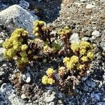 Xenophyllum dactylophyllum habit picture by Gabriel Ollivier (cc-by-sa)