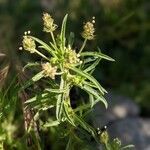 Plantago afra habit picture by Denis Bastianelli (cc-by-sa)