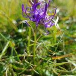 Phyteuma hemisphaericum flower picture by Kampf Robert (cc-by-sa)