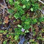 Myrteola nummularia habit picture by Fabien Anthelme (cc-by-sa)