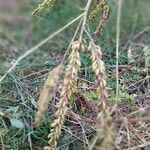 Amorpha fruticosa habit picture by Роман Ковальчук (cc-by-sa)