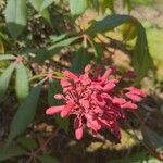 Aesculus pavia flower picture by James Thigpen (cc-by-sa)