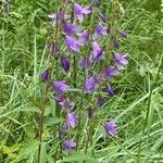 Campanula rapunculoides flower picture by Jacques Zuber (cc-by-sa)