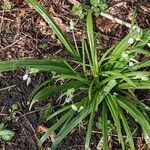 Allium paradoxum habit picture by Sabina Hartmann (cc-by-sa)