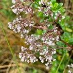 Valeriana microphylla flower picture by Fabien Anthelme (cc-by-sa)