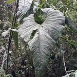 Anthurium bogotense leaf picture by Fernández Juan David (cc-by-sa)