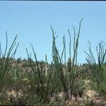 Fouquieria splendens habit picture by Daniel Barthelemy (cc-by-nc)