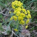 Euphorbia cyparissias flower picture by Manolo García (cc-by-sa)