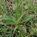 Orchis purpurea leaf picture by Johan terryn (cc-by-sa)