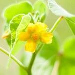 Abutilon theophrasti flower picture by fra (cc-by-sa)