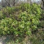 Myoporum tenuifolium habit picture by Quiñoy Yago (cc-by-sa)