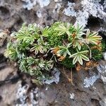 Potentilla nivalis habit picture by Alain Bigou (cc-by-sa)