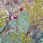 Opuntia engelmannii fruit picture by Ellie Rieber (cc-by-sa)