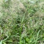 Eragrostis unioloides flower picture by Salahaudin Maili (cc-by-sa)