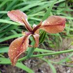 Iris fulva flower picture by K O (cc-by-sa)