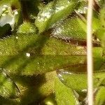 Cerastium diffusum leaf picture by Pierre LEON (cc-by-sa)