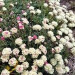 Eriogonum thymoides flower picture by Ethan Greer (cc-by-sa)