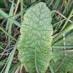 Primula vulgaris leaf picture by Ryan McNair (cc-by-sa)