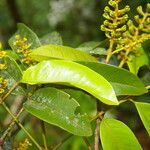 Alfaroa guanacastensis flower picture by Nelson Zamora Villalobos (cc-by-nc)