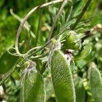 Vicia benghalensis fruit picture by Emmanuel Cosson (cc-by-sa)