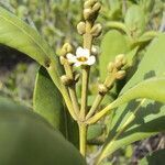 Avicennia schaueriana flower picture by Renato Lima (cc-by-sa)