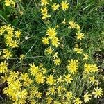 Senecio inaequidens habit picture by Cedric Lacrambe (cc-by-sa)