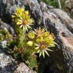 Sempervivum grandiflorum flower picture by Bert Matteo (cc-by-sa)