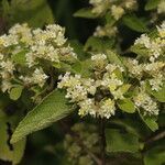 Lippia cardiostegia flower picture by Nelson Zamora Villalobos (cc-by-nc)