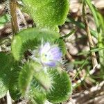 Veronica hederifolia flower picture by Jacques Maréchal (cc-by-sa)