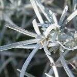 Helichrysum italicum leaf picture by Philippe FOURTIER (cc-by-sa)