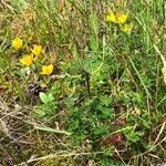 Hypericum pulchrum habit picture by Terje Norli (cc-by-sa)