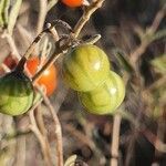 Solanum lanzae fruit picture by susan brown (cc-by-sa)