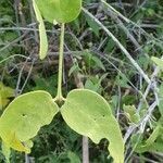 Salvadora persica leaf picture by susan brown (cc-by-sa)