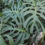 Monstera adansonii leaf picture by Coelho Juca (cc-by-sa)