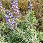 Lupinus sulphureus habit picture by Ethan Greer (cc-by-sa)