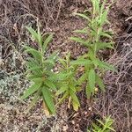 Cistus monspeliensis habit picture by Sastre Oriol (cc-by-sa)